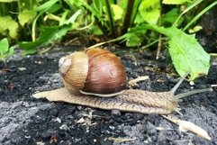 Big garden snail in shell crawling on wet road hurry home Product Image 29