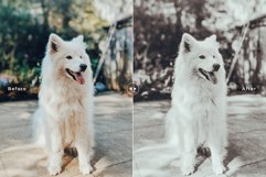 My Dog Mobile and Desktop Lightroom Presets Product Image 4