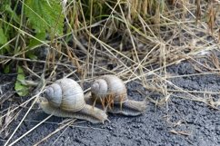 Big garden snail in shell crawling on wet road hurry home Product Image 15