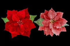 Red Christmas flower poinsettia isolated PSD PNG Product Image 2