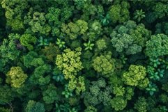 Overhead view of a dense, lush forest canopy creating a tape Product Image 1