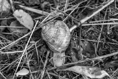 Big garden snail in shell crawling on wet road hurry home Product Image 17
