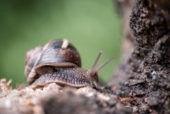 Snail photo, Snail crawling on wood closeup Product Image 1