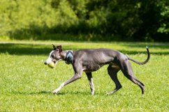 Dog breed hound Product Image 1