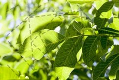 new walnut leaves Product Image 1