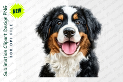Portrait Of Adorable Bernese Mountain Dog With Clipart Product Image 1