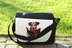 Jeck Russell png pocket jack russell 3 png Product Image 9