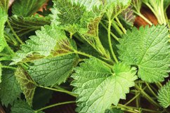 Macro photo of plant nettle Product Image 1