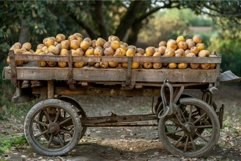 Old wooden cart filled with potatoes in the countryside Product Image 1