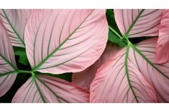 green pink foliage Product Image 1