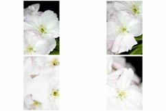 38 White Blossom Floral Flower Close Up Abstract Background Product Image 7