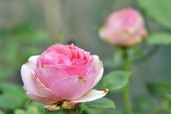 SET different blooming flowers with leaves in natural nature Product Image 21