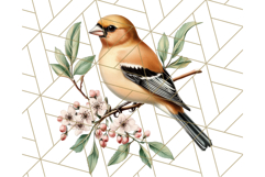 Vintage Song Bird Clipart PNG, Botanical Bird Art Clip Art Product Image 3