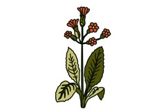 Hand drawn botanical plants and flowers isolated on white bg Product Image 1