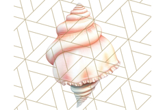 Natural Seashell Clipart PNG, Summer Nautical Beach Shell Product Image 3