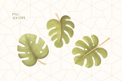 Monstera Leaves Clipart PNG Product Image 2