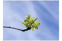 the first young leaves on trees Product Image 1