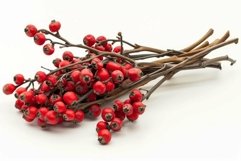 Bunch of red berries of firethorn pyracantha isolated on whi Product Image 1