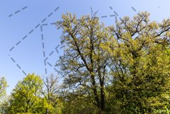 deciduous trees Product Image 1