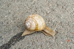 Big garden snail in shell crawling on wet road hurry home Product Image 24
