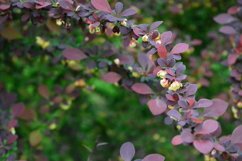 blooming flowers in the garden Product Image 1