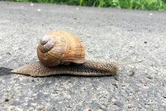 Big garden snail in shell crawling on wet road hurry home Product Image 8