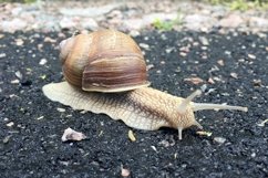 Big garden snail in shell crawling on wet road hurry home Product Image 11