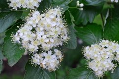 blooming flowers in the garden Product Image 1