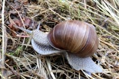 Big garden snail in shell crawling on wet road hurry home Product Image 11