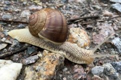 Big garden snail in shell crawling on wet road hurry home Product Image 11