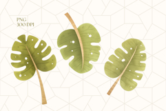 Monstera Leaves Clipart PNG Product Image 3