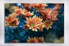 Nature photo, flower photo, floral photo, autumn photo Product Image 2