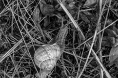 Big garden snail in shell crawling on wet road hurry home Product Image 18