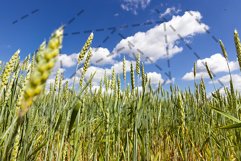 green ear of wheat Product Image 1