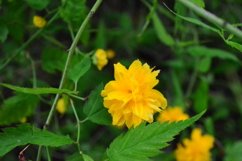 blooming flowers in the garden Product Image 1