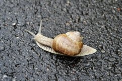 Big garden snail in shell crawling on wet road hurry home Product Image 11