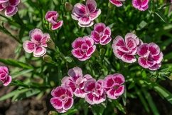 Carnation Pink Kisses Product Image 2