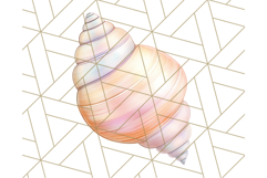 Natural Seashell Clipart PNG, Summer Nautical Beach Shell Product Image 5