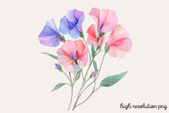 Sweet Pea Flower Watercolor Clipart Bundle PNG Product Image 17