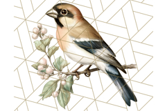 Vintage Song Bird Clipart PNG, Botanical Bird Art Clip Art Product Image 5