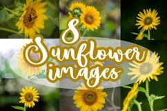 8 Sunflowers Pack, Sunflower with Bee, Sunflower with Spider Product Image 1