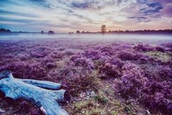 35 Flowering Spring Lightroom Presets Product Image 5