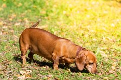 Dog Dachshund on the grass Product Image 1