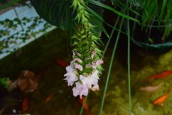 blooming flowers in the garden Product Image 1