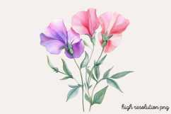 Sweet Pea Flower Watercolor Clipart PNG Product Image 1