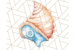 Natural Seashell Clipart PNG, Summer Nautical Beach Shell Product Image 2