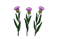 Botanical three branches cornflower isolated on white backgr Product Image 1