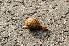 Big garden snail in shell crawling on wet road hurry home Product Image 23