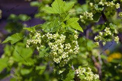 currant blossoming Product Image 1
