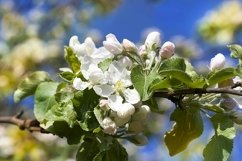 flowering trees in the orchard Product Image 1